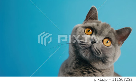 Advertising portrait, banner of smoky gray british shorthair cat with head tilted to the side, isolated on blue background Advertising portrait, banner of smoky gray british shorthair cat with head tilted to the side, isolated on blue background 111567252