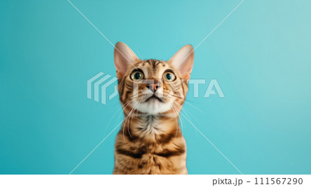 Advertising portrait, banner of bengal cat with redhead chest and yellow eyes, isolated on light blue background 111567290