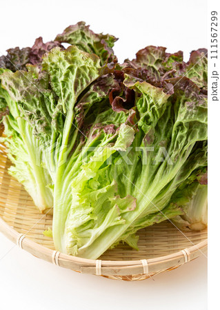 白バックのサニーレタス 111567299
