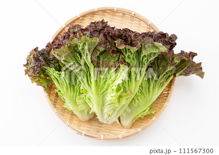 白バックのサニーレタス 白バックのサニーレタス 111567300