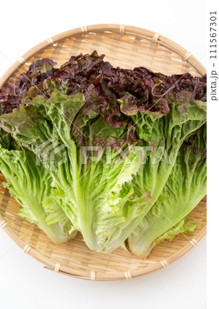 白バックのサニーレタス 111567301
