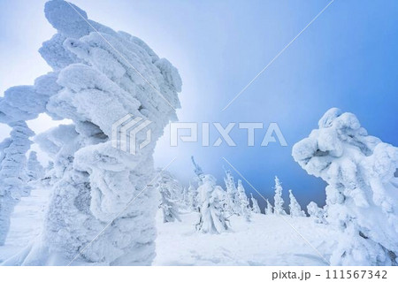 山形蔵王の樹氷 山形県山形市 山形蔵王の樹氷 山形県山形市 111567342