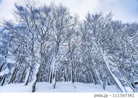 冬の蔵王高原「霧氷」 山形県山形市 冬の蔵王高原「霧氷」 山形県山形市 111567361