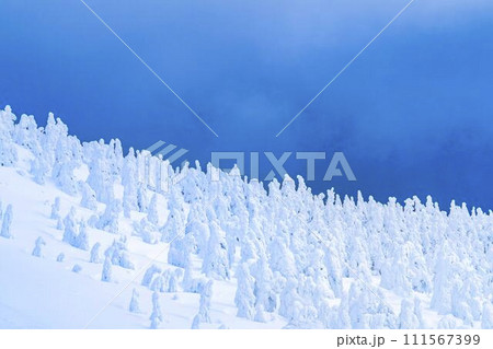 山形蔵王の樹氷 山形県山形市 山形蔵王の樹氷 山形県山形市 111567399