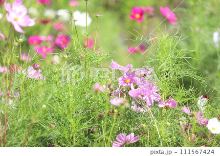タイトル	なばなの里　コスモス・ダリア　バラ　ベゴニアガーデン　三重県桑名市長島町 111567424