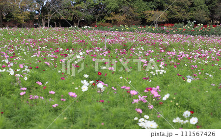 タイトル	なばなの里 コスモス・ダリア バラ ベゴニアガーデン 三重県桑名市長島町 タイトル	なばなの里 コスモス・ダリア バラ ベゴニアガーデン 三重県桑名市長島町 111567426