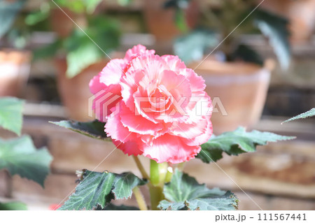 タイトル	なばなの里　コスモス・ダリア　バラ　ベゴニアガーデン　三重県桑名市長島町 111567441