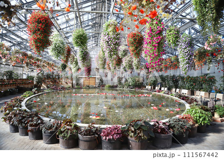 タイトル	なばなの里　コスモス・ダリア　バラ　ベゴニアガーデン　三重県桑名市長島町 111567442