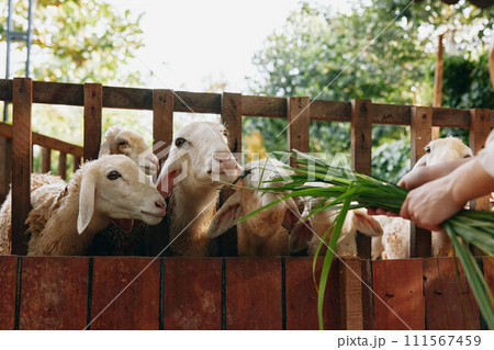 A person feeding a group of sheep from a wooden fence with a green plant in front of it A person feeding a group of sheep from a wooden fence with a green plant in front of it 111567459