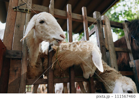 Sheep eating grass in a pen next to a horse and a brown horse and a brown horse and a brown horse and a brown horse and a brown horse and a brown 111567460
