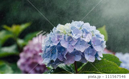 雨に濡れるアジサイの花のイラスト素材 [111567546] - PIXTA
