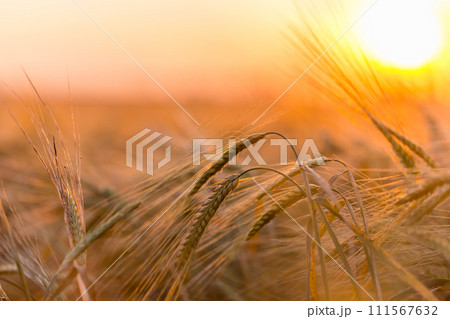 Golden ears of wheat on the field 111567632