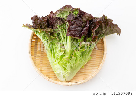 白バックのサニーレタス 111567698