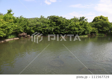なばなの里　ネモフィラ　三重県桑名市長島町 111567729