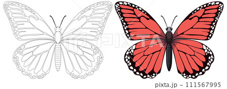 Monarch Butterfly Illustration and Outline 111567995