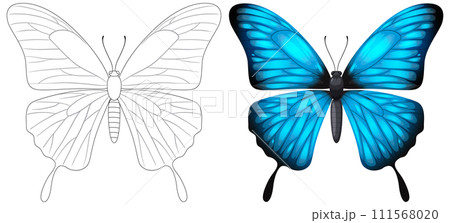Butterfly Transformation: From Line to Color Butterfly Transformation: From Line to Color 111568020