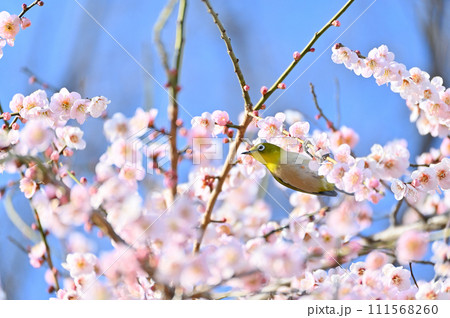 梅の蜜を吸うメジロ  梅の蜜を吸うメジロ  111568260