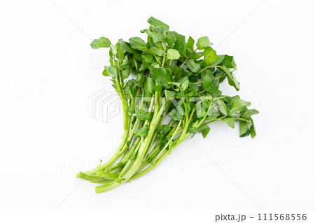 白バックのクレソン 白バックのクレソン 111568556