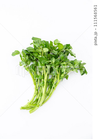 白バックのクレソン 111568561