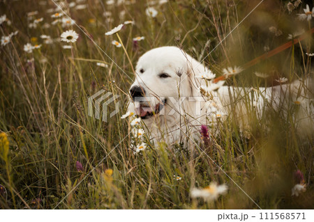 Daisies white dog Maremma Sheepdog in a wreath of daisies sits on a green lawn with wild flowers daisies, walks a pet. Cute photo with a dog in a wreath of daisies. 111568571
