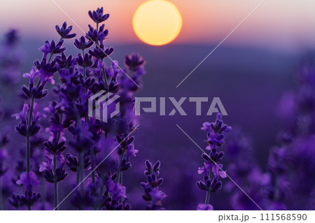 Lavender flower background. Violet lavender field sanset close up. Lavender flowers in pastel colors at blur background. Nature background with lavender in the field. Lavender flower background. Violet lavender field sanset close up. Lavender flowers in pastel colors at blur background. Nature background with lavender in the field. 111568590