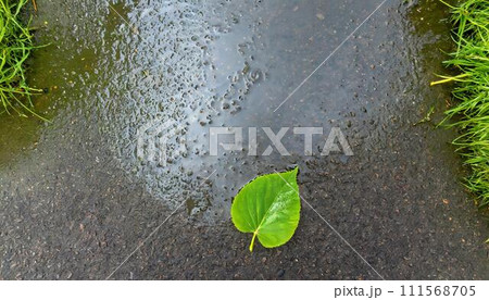 濡れたアスファルトの水たまりの一枚の緑の葉。 111568705