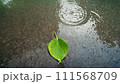 濡れたアスファルトの水たまりの一枚の緑の葉。 111568709