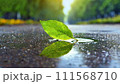 濡れたアスファルトの水たまりの一枚の緑の葉。 111568710