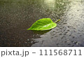 濡れたアスファルトの水たまりの一枚の緑の葉。 111568711
