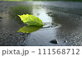 濡れたアスファルトの水たまりの一枚の緑の葉。 111568712