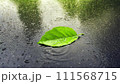 濡れたアスファルトの水たまりの一枚の緑の葉。 111568715