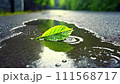 濡れたアスファルトの水たまりの一枚の緑の葉。 111568717