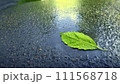 濡れたアスファルトの水たまりの一枚の緑の葉。 111568718