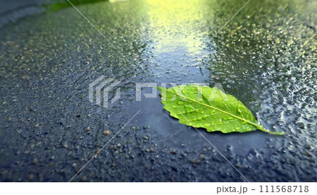 濡れたアスファルトの水たまりの一枚の緑の葉。 111568718