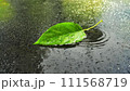 濡れたアスファルトの水たまりの一枚の緑の葉。 111568719