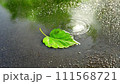 濡れたアスファルトの水たまりの一枚の緑の葉。 111568721