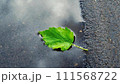 濡れたアスファルトの水たまりの一枚の緑の葉。 111568722