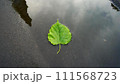 濡れたアスファルトの水たまりの一枚の緑の葉。 111568723