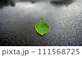 濡れたアスファルトの水たまりの一枚の緑の葉。 111568725