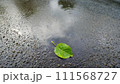 濡れたアスファルトの水たまりの一枚の緑の葉。 111568727