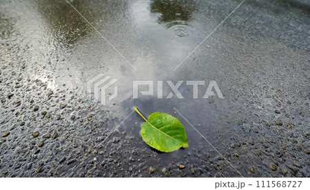 濡れたアスファルトの水たまりの一枚の緑の葉。 111568727