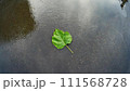 濡れたアスファルトの水たまりの一枚の緑の葉。 111568728