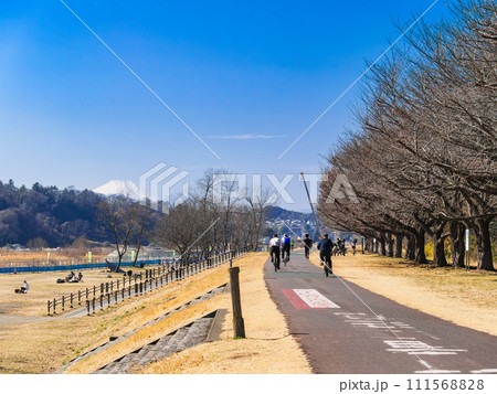富士山を望む多摩川サイクリングロード(府中市付近) 富士山を望む多摩川サイクリングロード(府中市付近) 111568828
