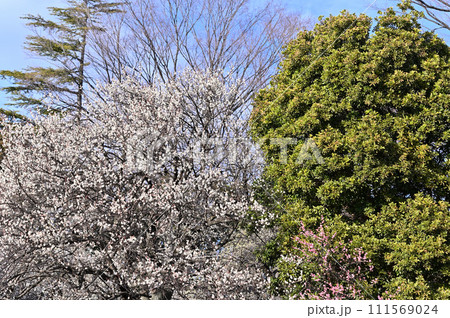 満開の梅の花と爽やかな春の空 111569024