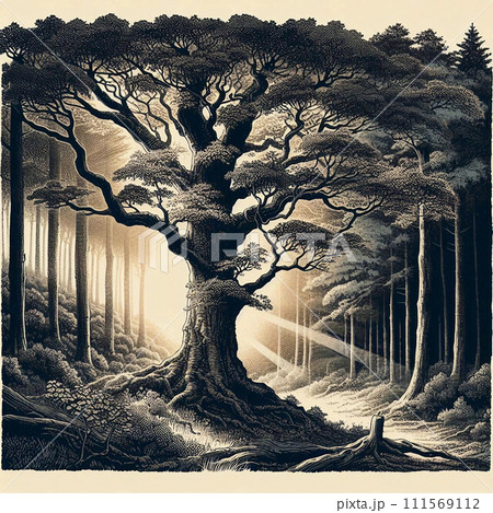 冬の古木 冬の古木 111569112