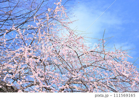 爽やかな春の空と満開の曙枝垂　梅の花　春 111569165