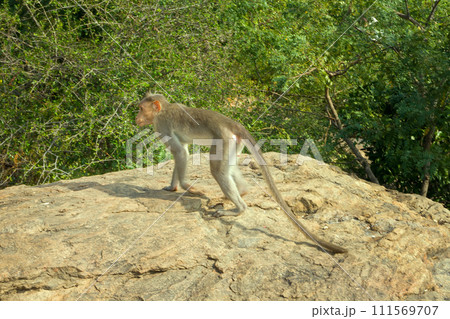 Flock of Indian macaques in dry season. Flock of Indian macaques in dry season. 111569707