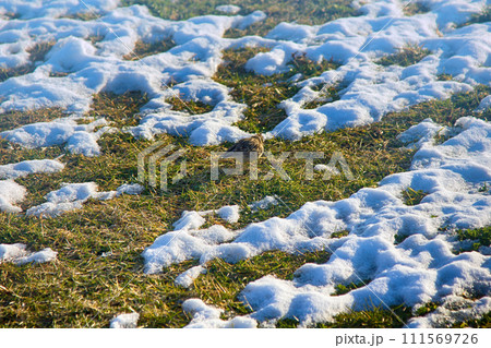 First early bird (sky lark (Alauda arvensis) arrived from South 111569726