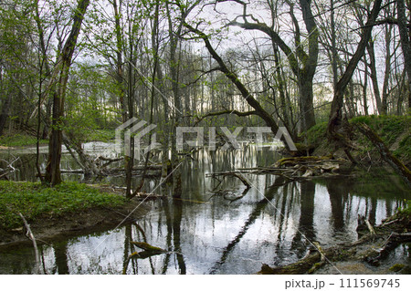 Old Park, centennial Park, fallen tree, sludge pond Old Park, centennial Park, fallen tree, sludge pond 111569745