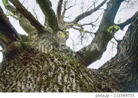 Very old oak Very old oak 111569755